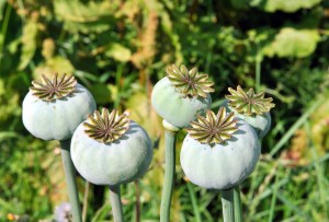 opium poppy heads