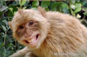 Indian-Monkey-Funny